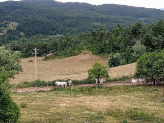 Poggio Barone