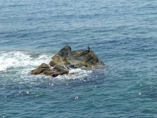 L'alfiere