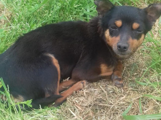 Bablu
