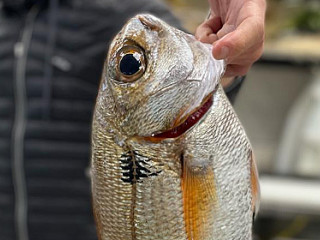 Misterfish