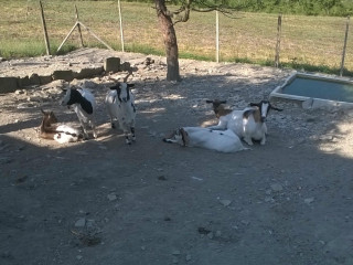 Agriturismo Calcinaia