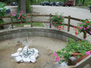 Pucini