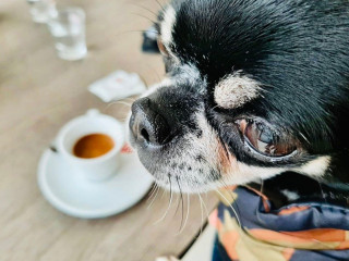Pepita Café