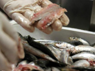 Barbone In Rock Ventimiglia