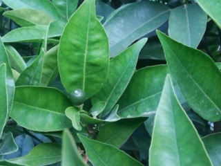 Agriturismo Il Frantoio