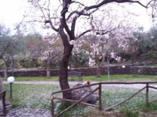 L'antico Orto Degli Ulivi