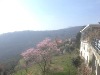 Marilena