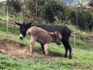 Agriturismo Linda