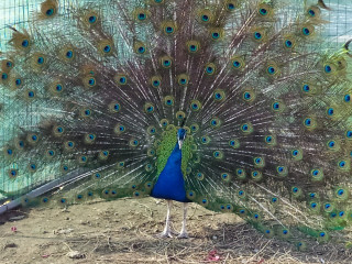 Agriturismo La Contea Del Vignolo Fiorito