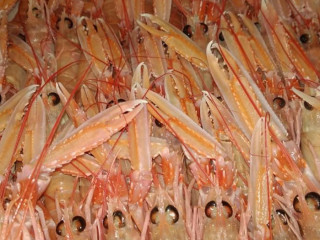 Four Fish
