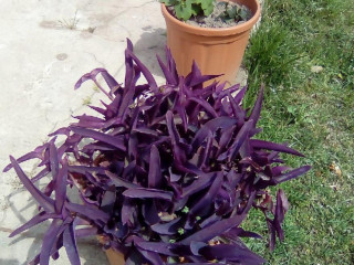 Sa Launedda