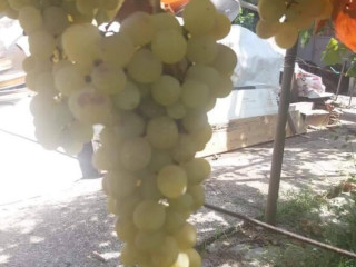Azienda Agricola Verginella