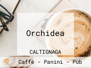 Orchidea