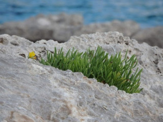 Lo Scoglio Delle Sirene
