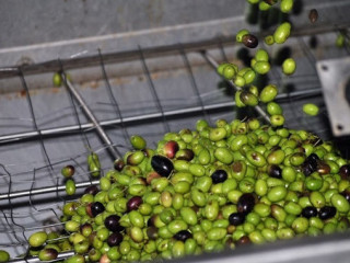 Olio Pace