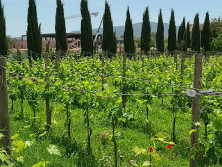 Azienda Vitivinicola Poggio Ai Laghi