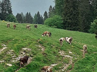 Casera Dei Boschi