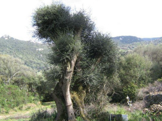 Agriturismo Vaddidulimu