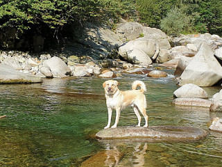 Fucina Discesa Al Torrente Cervo
