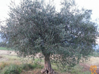 Papa Agriturismo