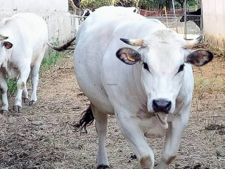 Agripunk