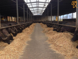 Azienda Agricola Grasso