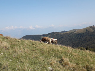 Malga Mont