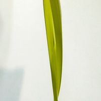 Oliobarbieri