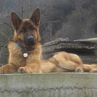 Tobler Allevamento E Pensione Per Cani
